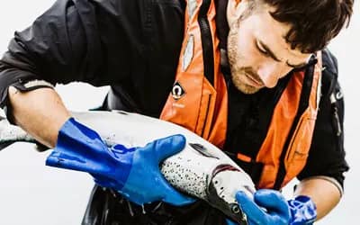 Scottish Sea Farms Power BI dashboard and operational data analytics case study by Flyte